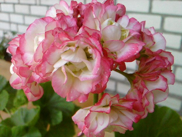 Appleblossom rosebud