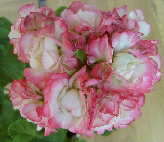 Appleblossom rosebud