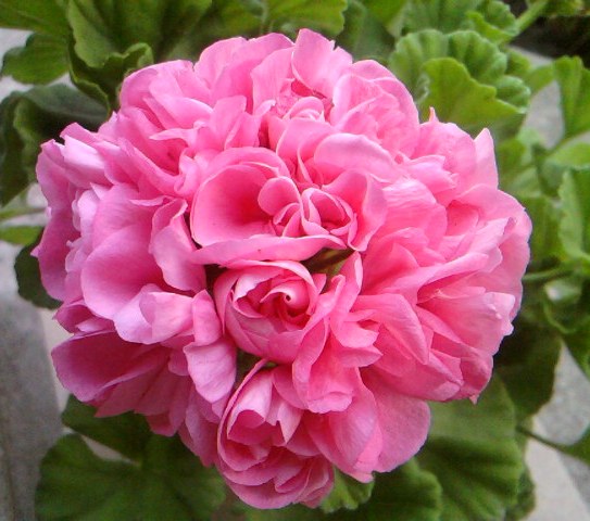 неизвестный сорт