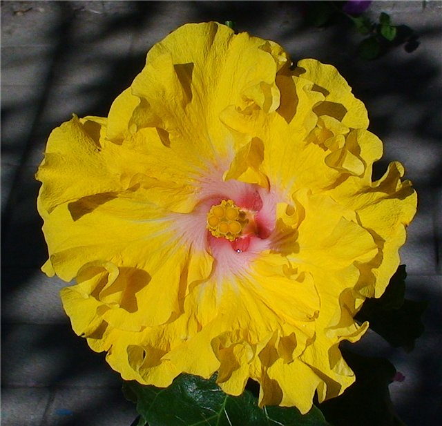 HEAVENS  SCENT  489.jpg