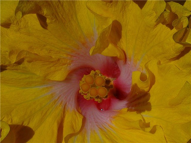 HEAVENS  SCENT   474.jpg