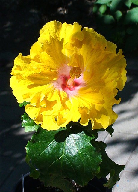 HEAVENS  SCENT   499.jpg