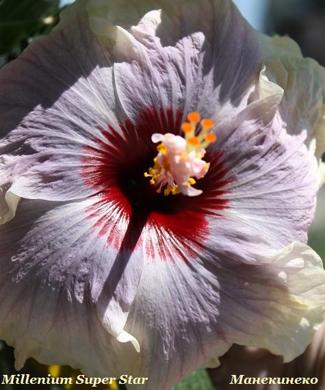 IMG_1841 2 20709.jpg