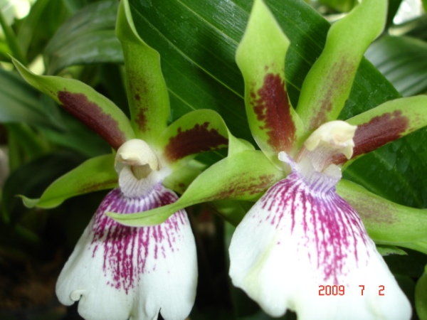 Zygopetalum 0035 цветение 2009г.jpg