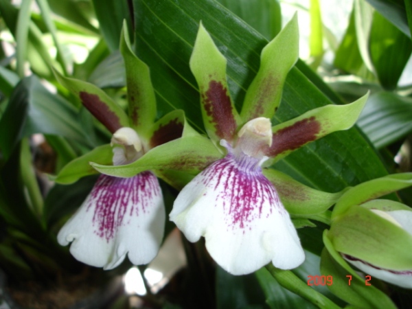 Zygopetalum 0035.jpg