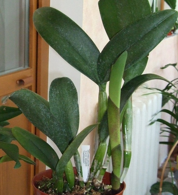 Вот эта каттлея, правда пришлось фото обрезать, не помещалась