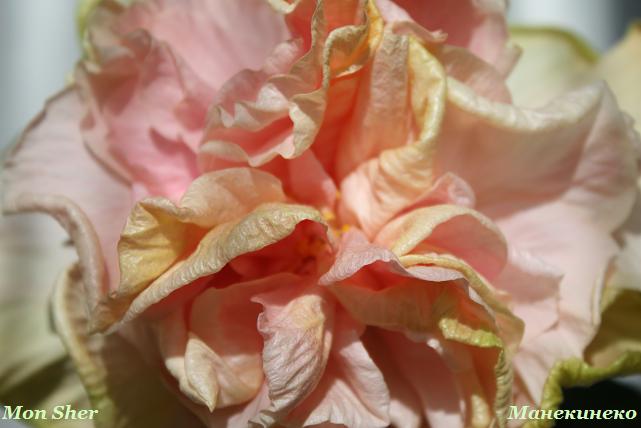 IMG_1894 шер 1.jpg