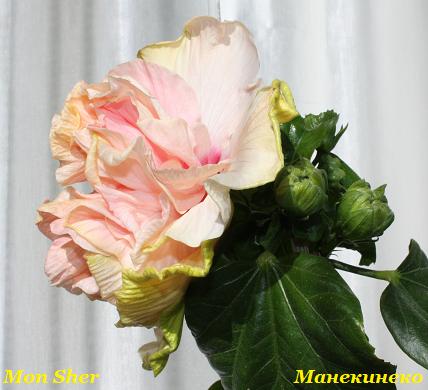 IMG_1894 шер 2.jpg