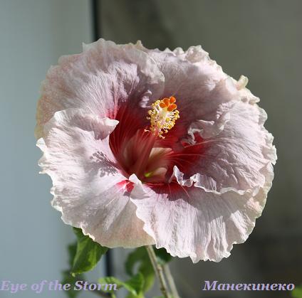 IMG_1905 Eye of the Storm   1.jpg