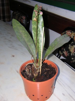 normal_Oeceoclades maculata..jpg