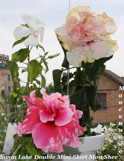 IMG_1909 Банда 1.jpg