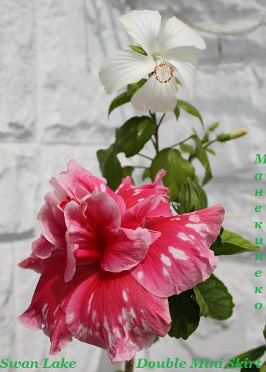 IMG_1930 Малыш и Карлсон 1.jpg