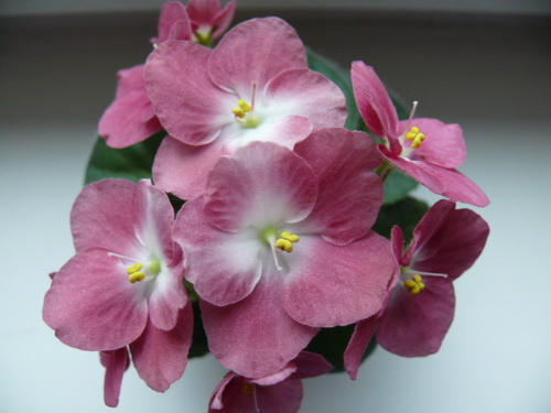 Mac's Will-o-the-Wisp шапочка.jpg