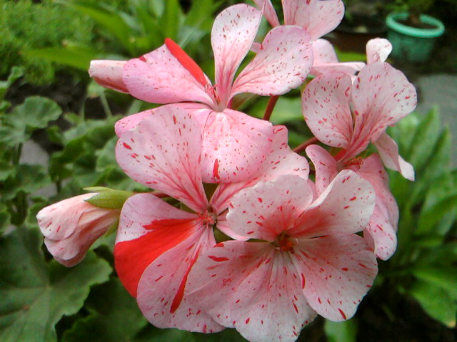 Тот же Райпл