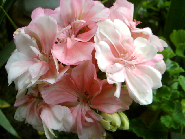 &quot;Любимчик&quot; он и есть любимчик