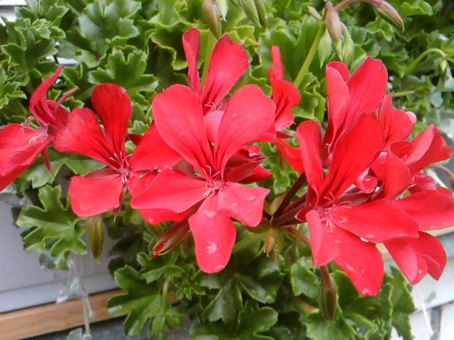 Самый любимый плющик...