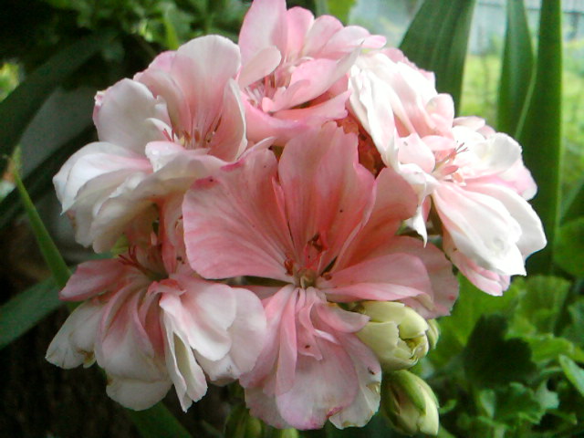 все тот же &quot;Любимчик&quot;