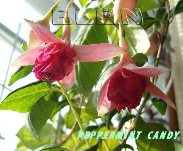 peppermint candy.jpg