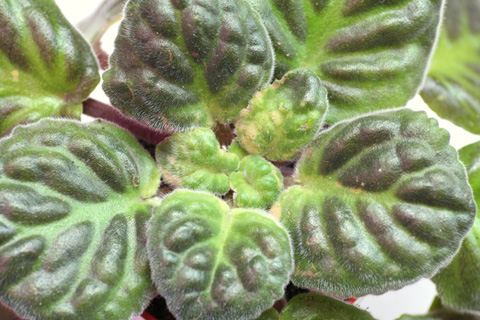 Klesch_12_07_09 005.jpg