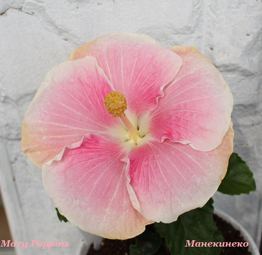 IMG_1967 Нянечка для фло.jpg