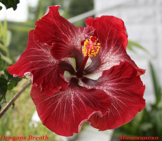 IMG_1971 хорошо передан цвет.jpg