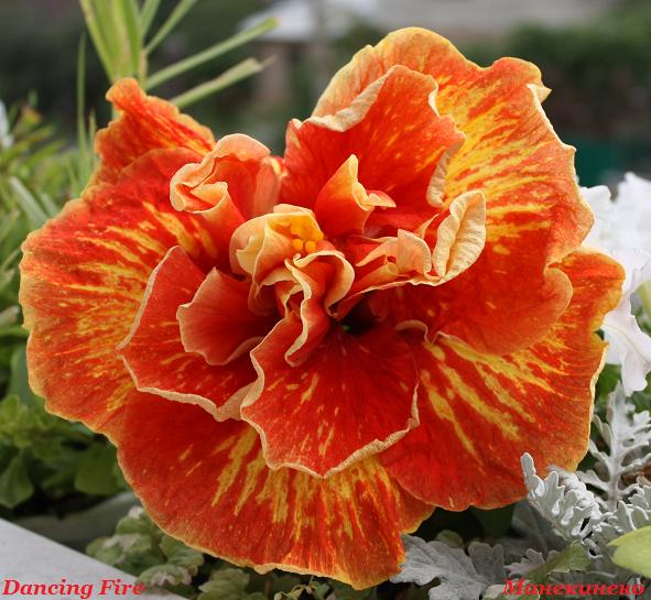 IMG_1961 Dancing Fire    для фло.jpg