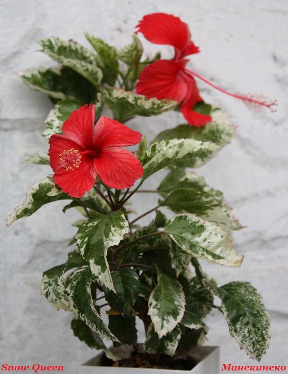 IMG_2007 Snow Queen для фло.jpg