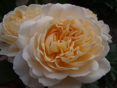 crocus rose.JPG