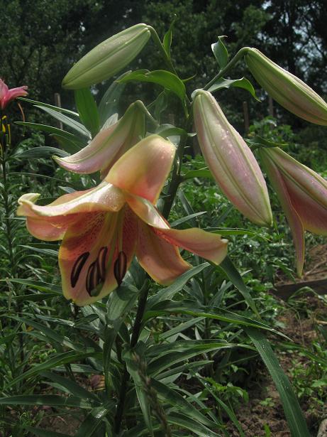 -гибрид Red  Hot.JPG