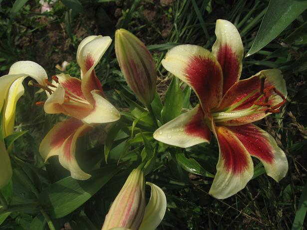 -гибрид Red Dutch.JPG