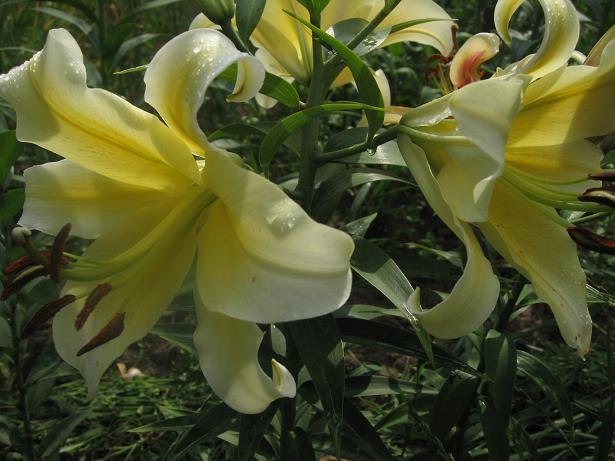 -гибрид Serrano.JPG