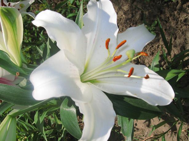 -гибрид Eagle.JPG