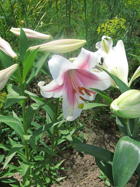 -гибрид Triumphator.JPG