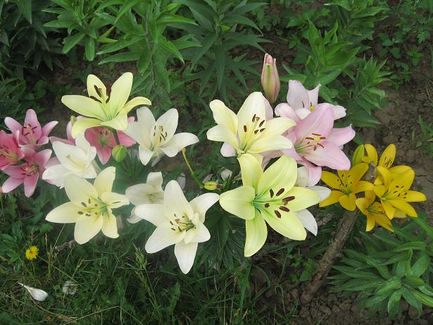 -гибрид Courier.JPG