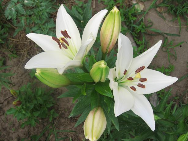 -гибрид Bright Diamond.JPG