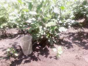 Это хризантема которая посажена в начале мая