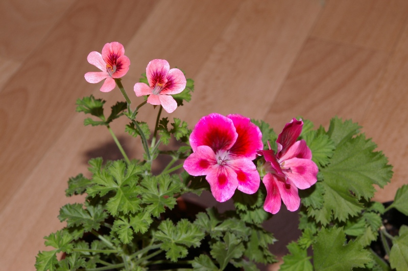 Это с ангелом