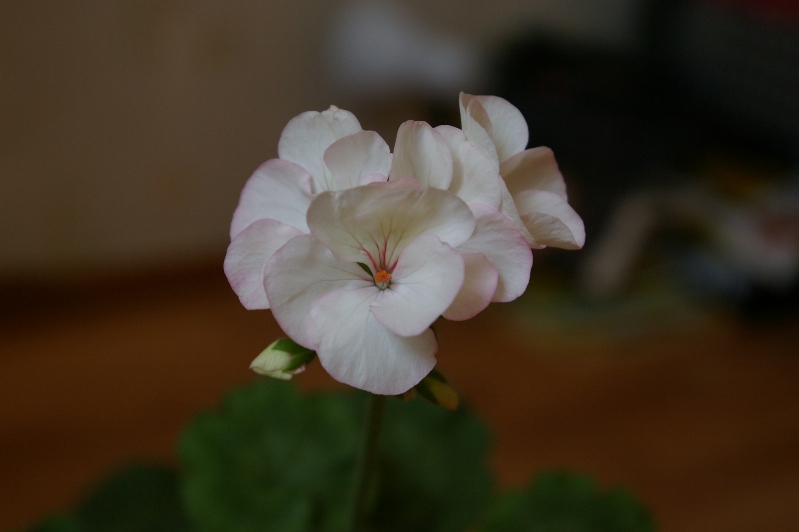 Без названия