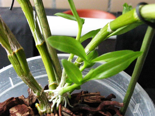 Новые росты