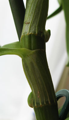 Цветы или дети?