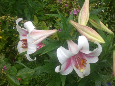 как можно не любить Триумфатора.