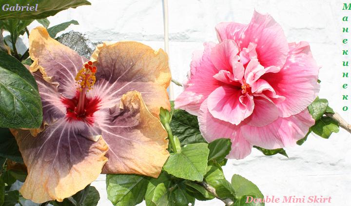 IMG_2034 для фло Габрик и мини скирт.jpg