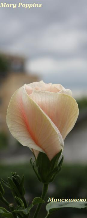 IMG_2075 Mary Poppins  бутоша 1.jpg