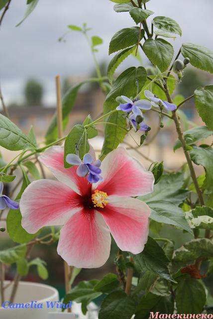 IMG_2076Camelia Wind.jpg