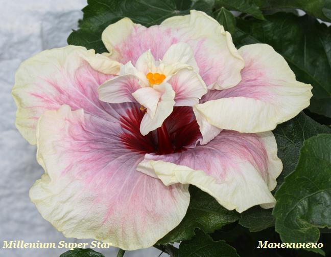 IMG_2064 Millenium Super Star.jpg