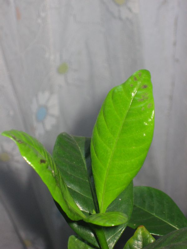 на етих листика молодых какието рыжинькие иоли коричневые пятнышка