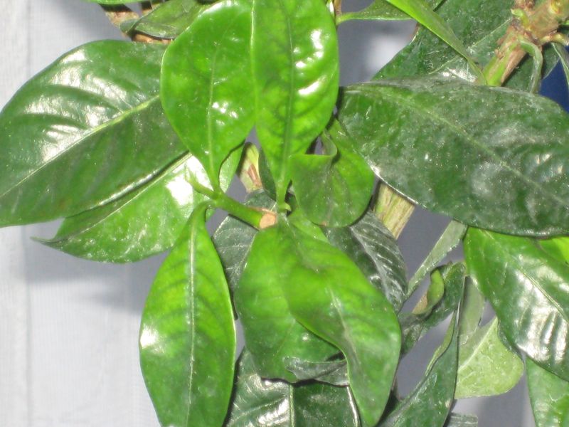 а на етих листиках цвет неравномерный