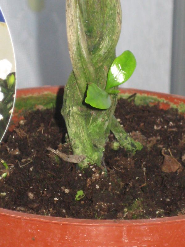 а вотсобственно изелень на стволе