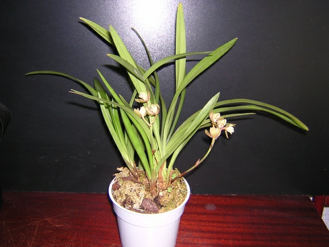 Цимбидиум энзифолиум