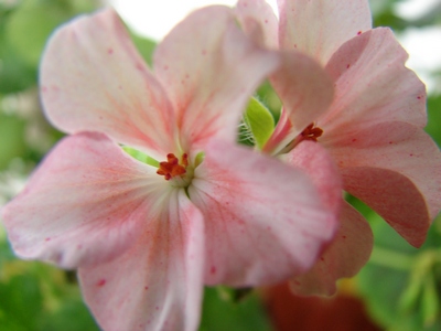 райпл из семян